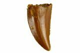 Serrated, Raptor Tooth - Real Dinosaur Tooth #115673-1